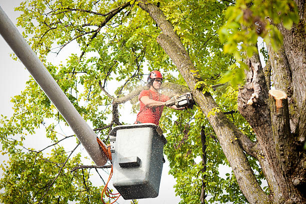 Reliable Bridgetown, MS Tree Services Solutions